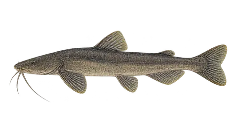 Ilustración de Bagre del Biobío