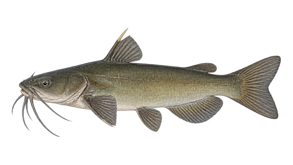 Scientific illustration of Lerma catfish