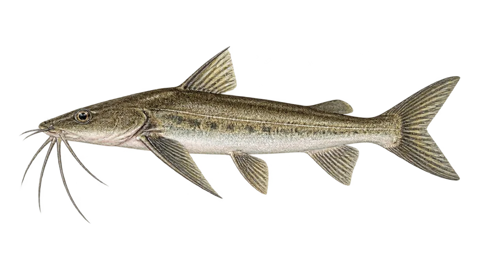 Scientific illustration of Bagre-do-manguezal