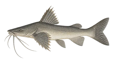 Illustration of Bagre-do-norte
