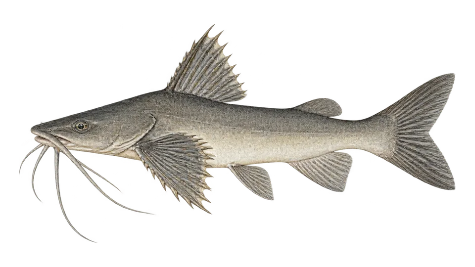 Scientific illustration of Bagre-do-norte