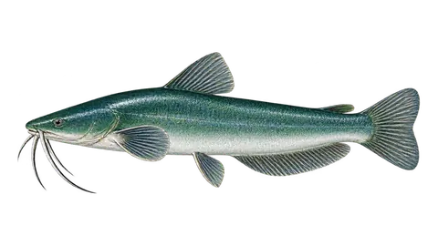 Illustration of Sculptured sea catfish