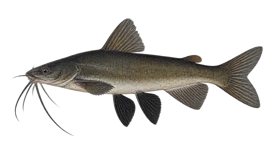 Scientific illustration of Dark sea catfish