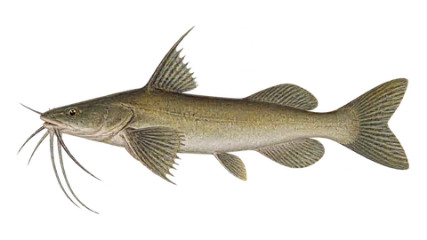 Illustration of Estuarine sea catfish