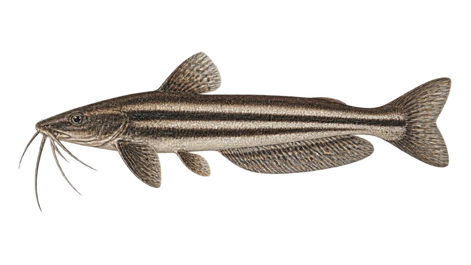 Scientific illustration of Striped woodcat