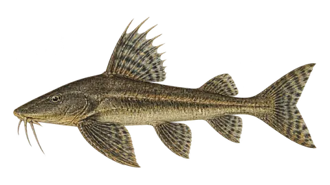 Illustration of Bagre-mariana