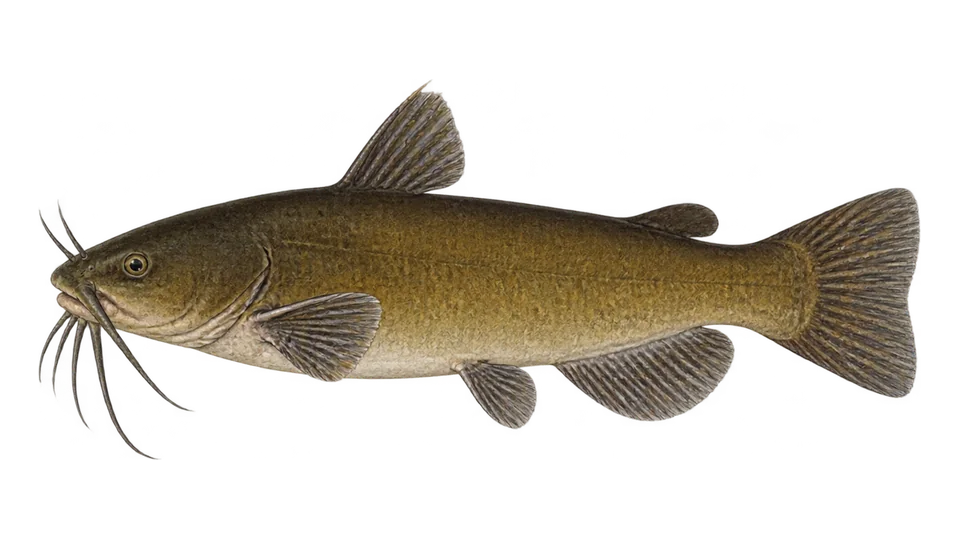 Scientific illustration of Brown bullhead