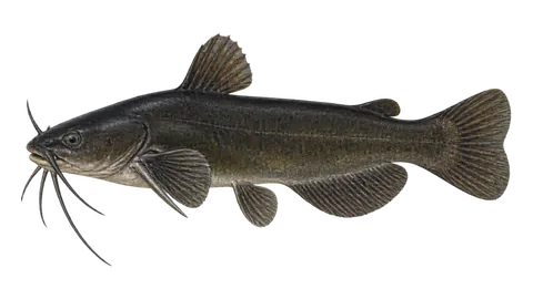 Illustration of Black bullhead