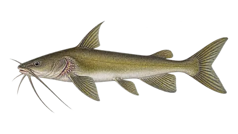Illustration of Papillate sea catfish