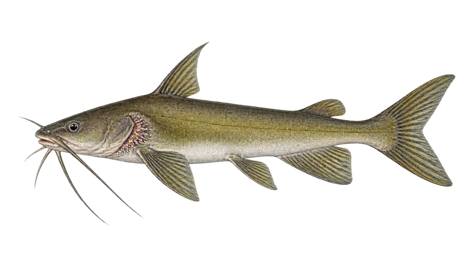 Scientific illustration of Papillate sea catfish