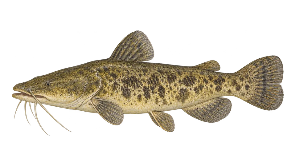 Scientific illustration of Flathead catfish