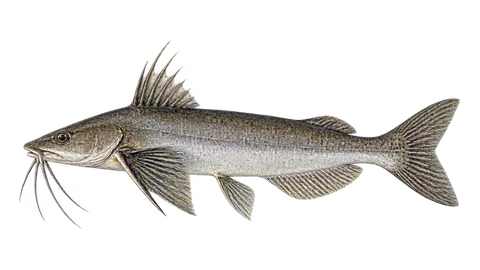 Ilustración de Bagre tete