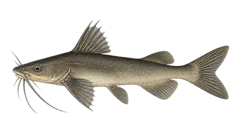 Illustration of Gloomy sea catfish