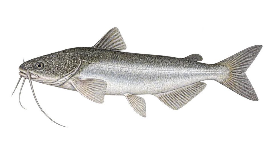 Scientific illustration of Wayuu sea catfish