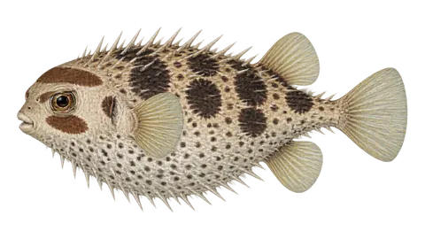 Ilustración de Pejerizo balón