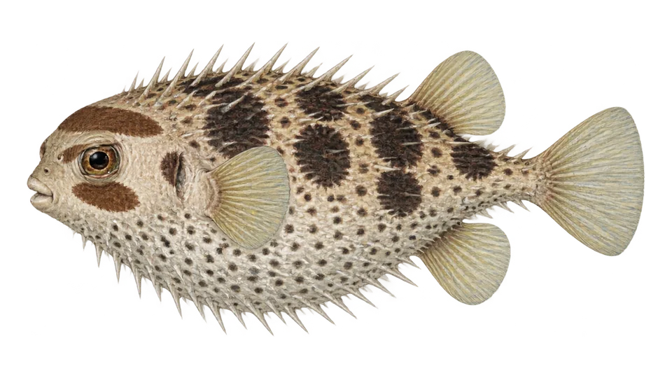 Scientific illustration of Longspined porcupinefish