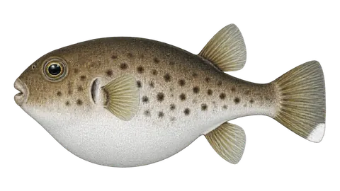 Illustration of Blunthead puffer