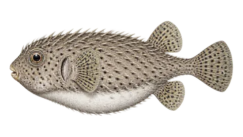 Illustration of Spotted porcupinefish