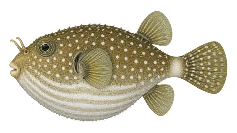 Illustration of White-spotted puffer