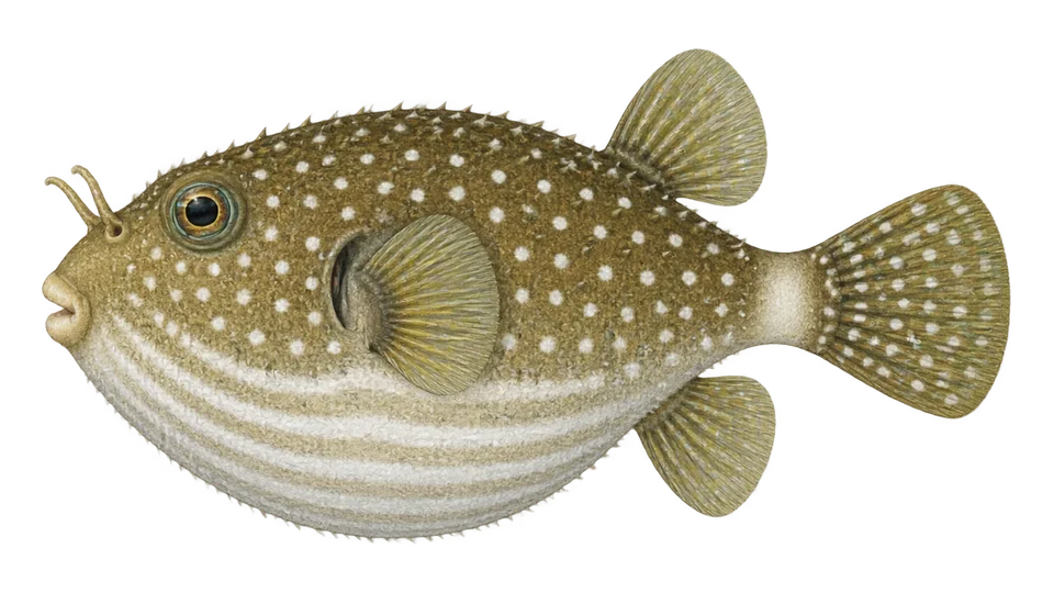 Scientific illustration of White-spotted puffer