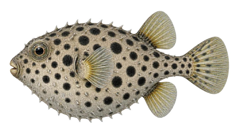 Scientific illustration of Blackspotted puffer