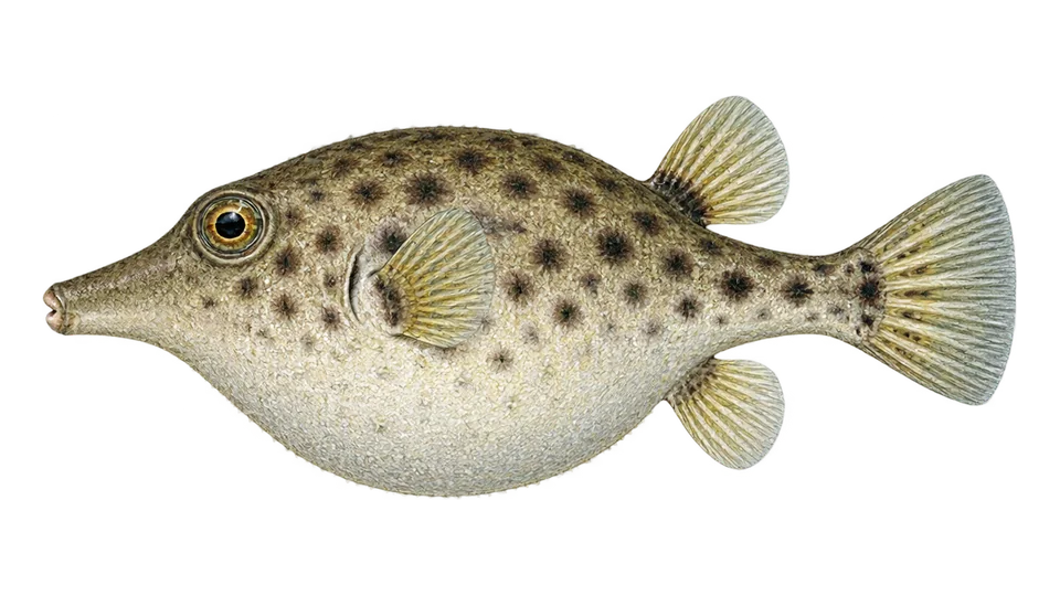 Scientific illustration of Longnose puffer
