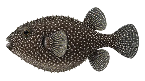 Illustration of Guineafowl puffer