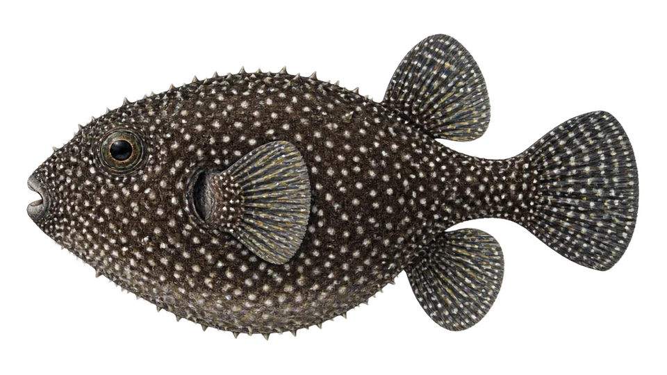 Scientific illustration of Guineafowl puffer
