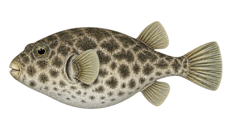 Scientific illustration of Marbled puffer