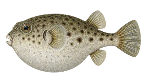 Illustration of Slick puffer