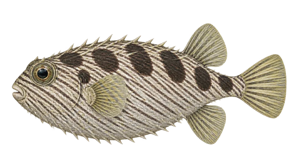 Scientific illustration of Striped burrfish