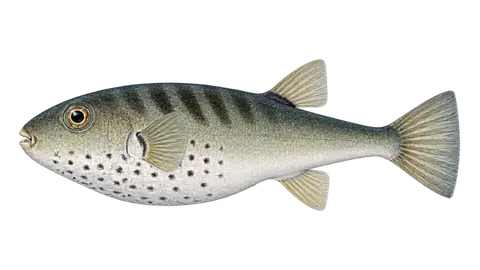 Illustration of Oceanic puffer