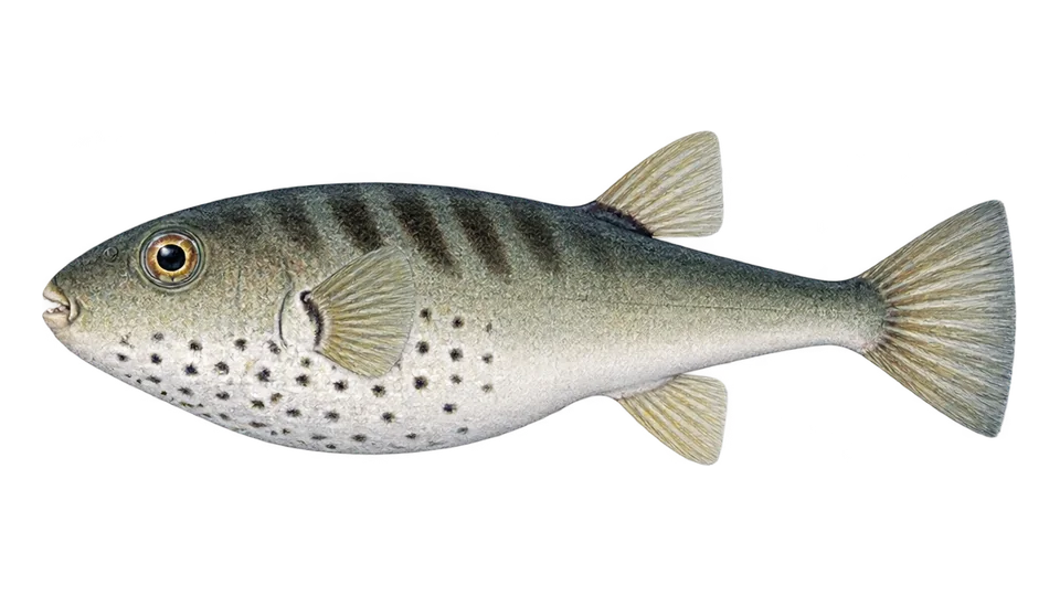 Ilustración científica de Botete oceánico