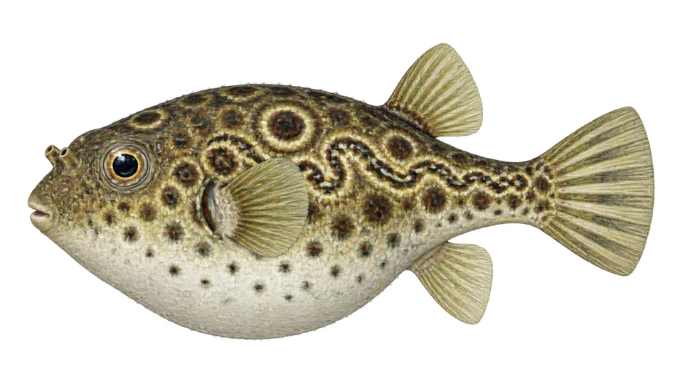 Scientific illustration of Bullseye puffer