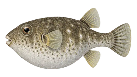 Illustration of Naked puffer