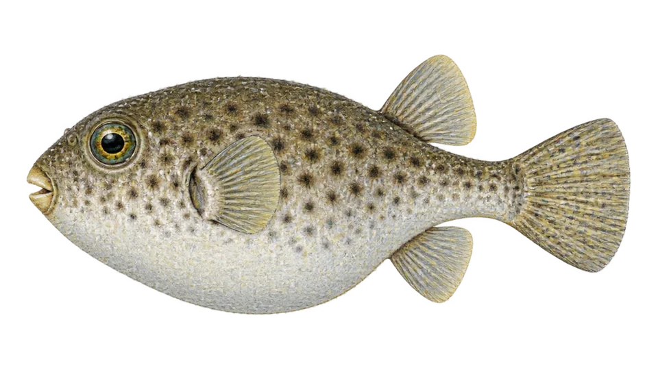 Scientific illustration of Peruvian puffer
