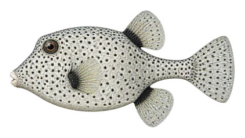 Ilustración de Chapín pintado