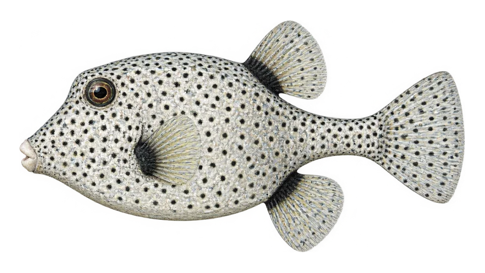 Ilustración científica de Chapín pintado