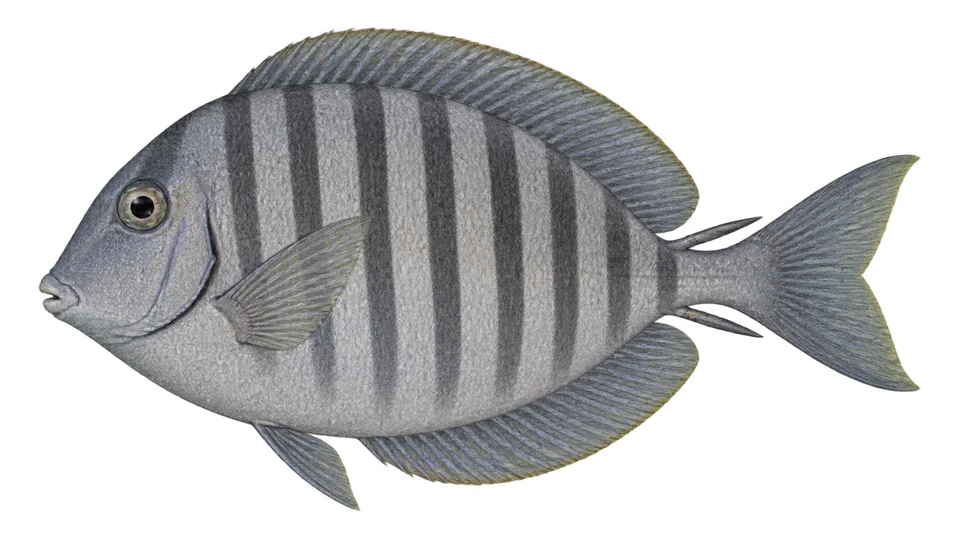Scientific illustration of Doctorfish