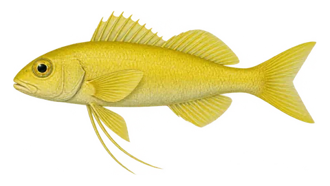 Illustration of Yellow bobo