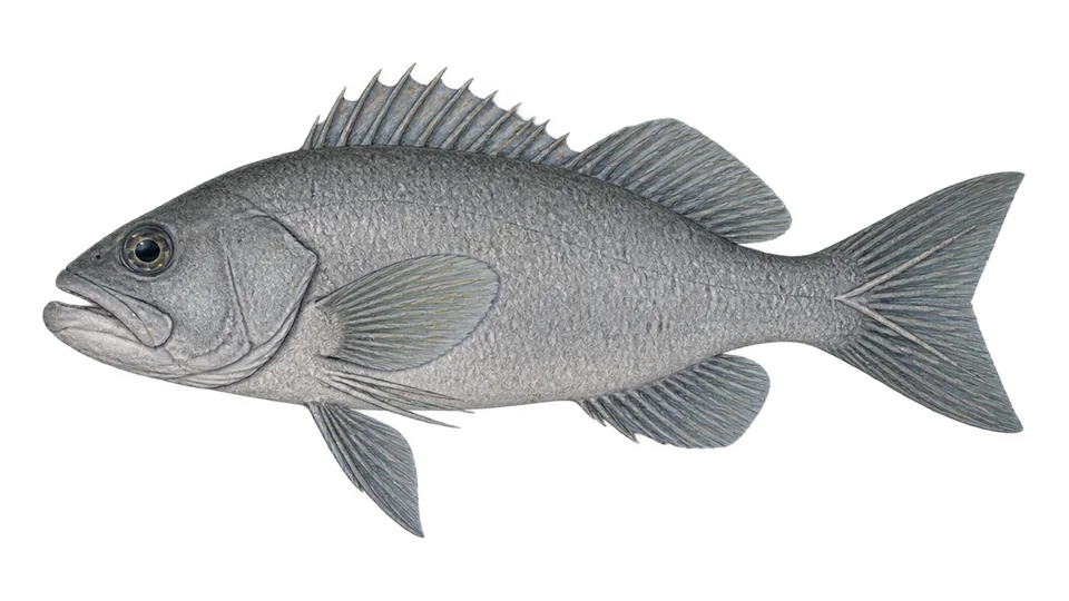 Scientific illustration of Blue bobo
