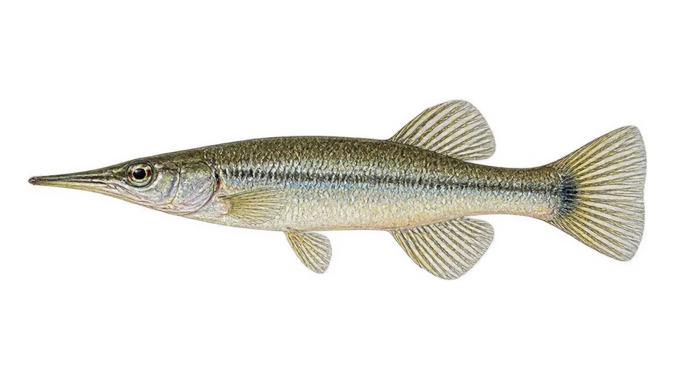 Ilustración científica de Pepesca gaspar