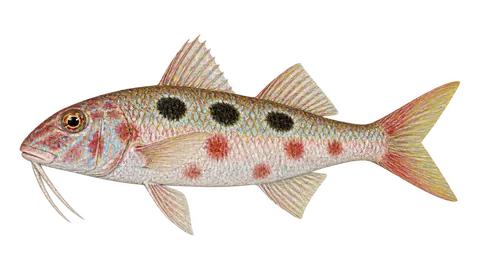 Ilustración de Salmonete colorado