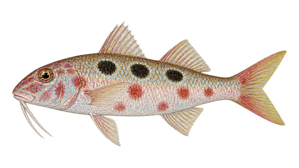 Ilustración científica de Salmonete colorado