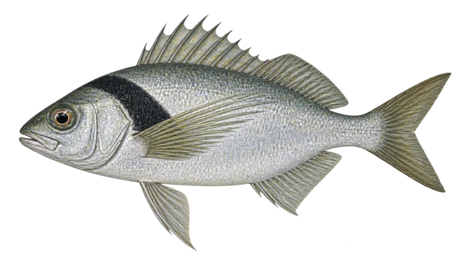 Scientific illustration of Tarakihi