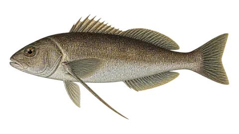 Illustration of Castaneta