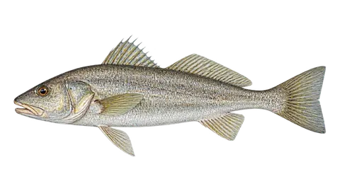 Illustration of Pacific kingcroaker