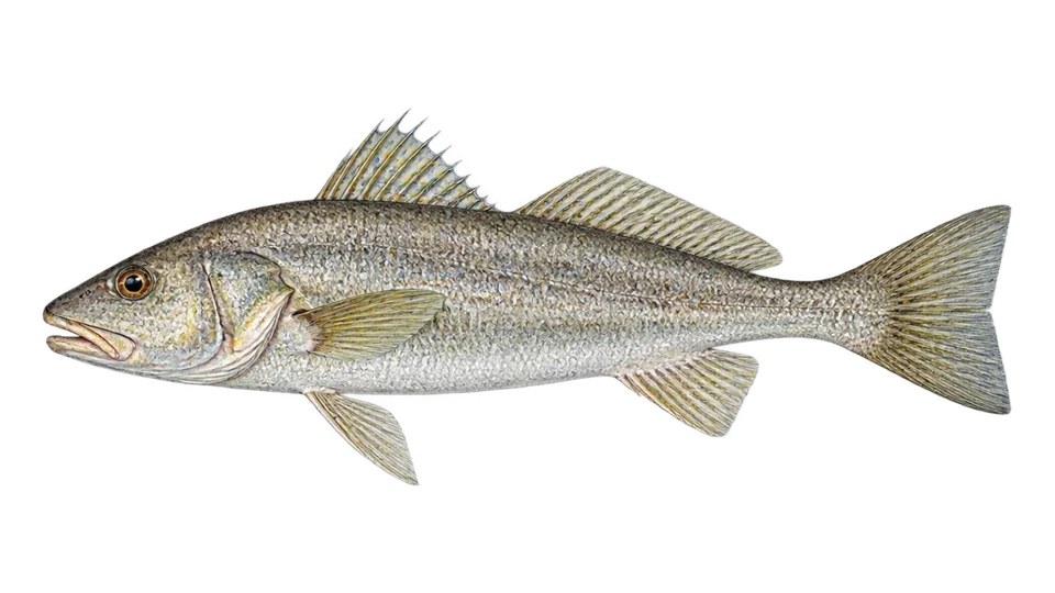 Scientific illustration of Pacific kingcroaker