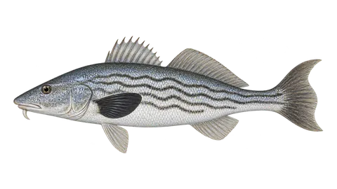 Ilustración de Berrugata californiana