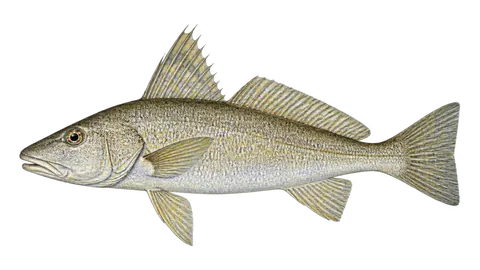Illustration of Highfin king croaker